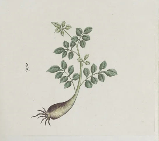 A variety of medicinal herb albums. Total of twelve volumes. One thousand two hundred illustrations. Watercolor. Export paintings. Approximately 1773-1776-PDF - SL Book Store