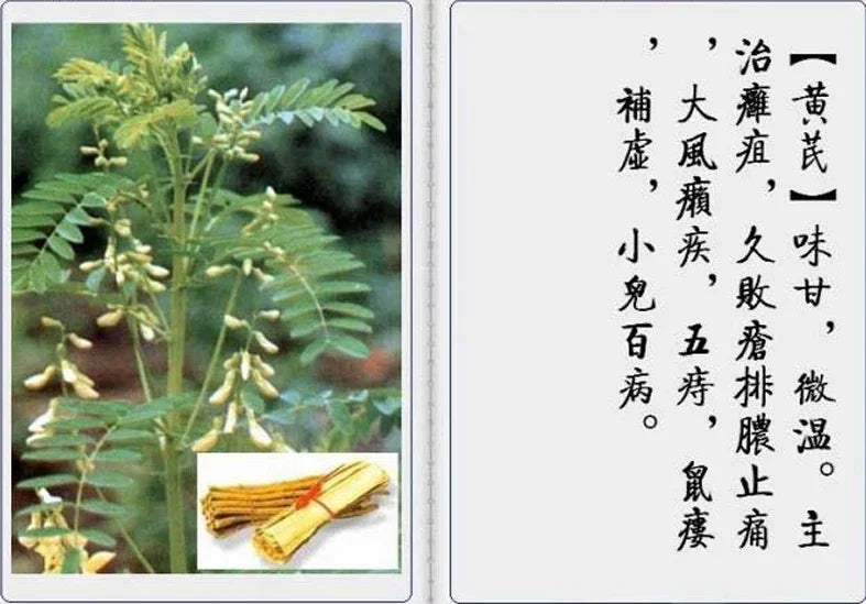 Chinese herbal medicines 118 types(Image and text)-PDF - SL Book Store