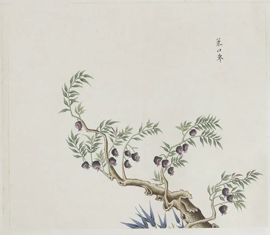 A variety of medicinal herb albums. Total of twelve volumes. One thousand two hundred illustrations. Watercolor. Export paintings. Approximately 1773-1776-PDF - SL Book Store