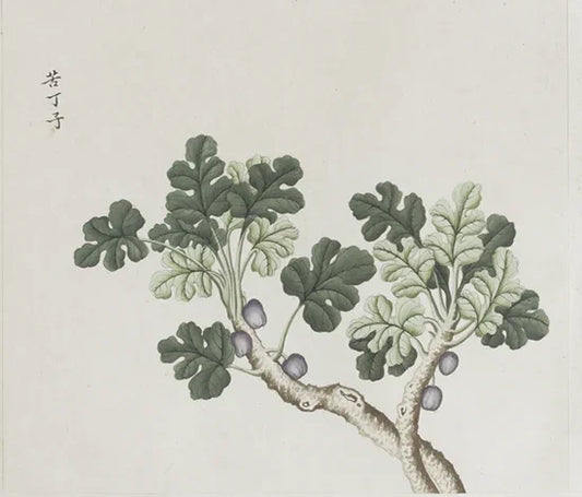 A variety of medicinal herb albums. Total of twelve volumes. One thousand two hundred illustrations. Watercolor. Export paintings. Approximately 1773-1776-PDF - SL Book Store