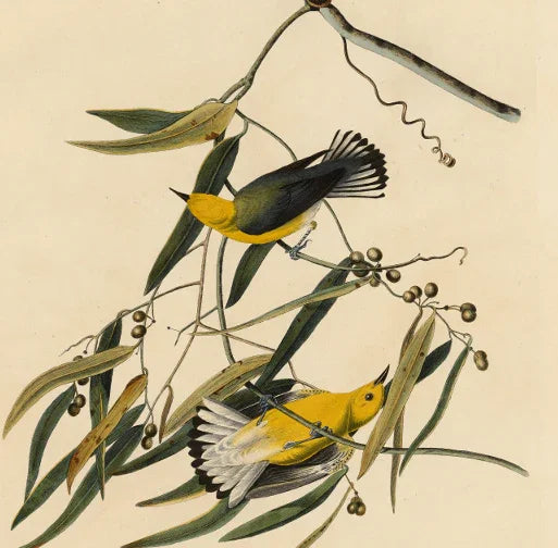 Birds of America. From original drawings by John James Audubon. Volume 01. Volume 02 high definition. Published in the UK from 1827–1838. - SL Book Store