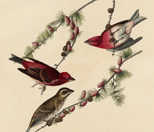 Birds of America. From original drawings by John James Audubon. Volume 01. Volume 02 high definition. Published in the UK from 1827–1838. - SL Book Store