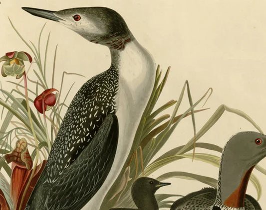 Birds of America. From original drawings by John James Audubon. Volume 03.Volume 04.High Definition. Published in the UK, 1827–1838-PDF - SL Book Store