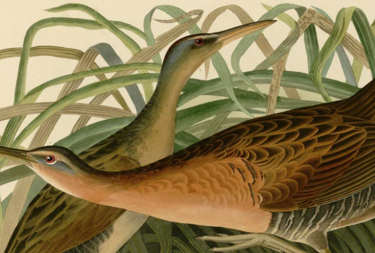 Birds of America. From original drawings by John James Audubon. Volume 03.Volume 04.High Definition. Published in the UK, 1827–1838-PDF - SL Book Store